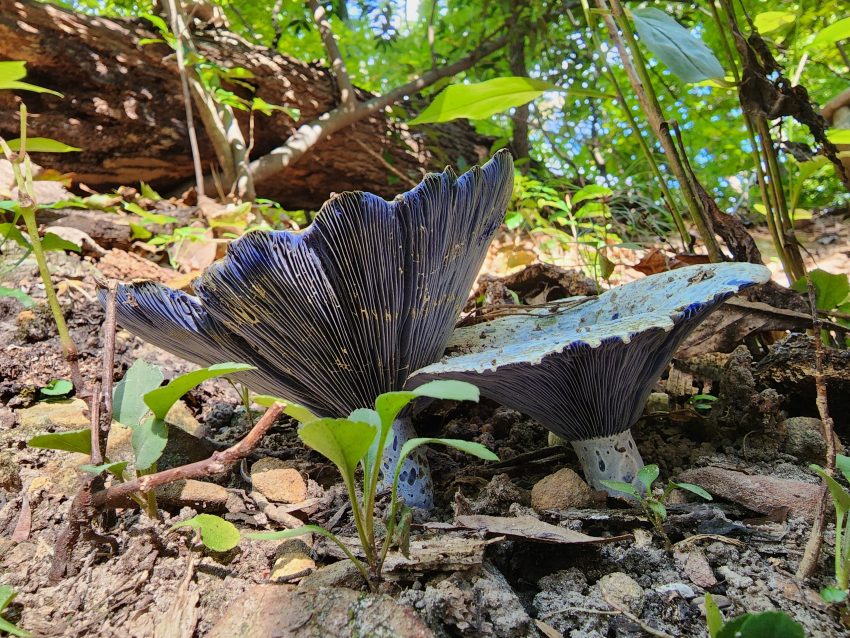 Dark blue-black pleated fan fungus growing from leaf litter on a sunlit forest floor, surrounded by small green plants and rocks.