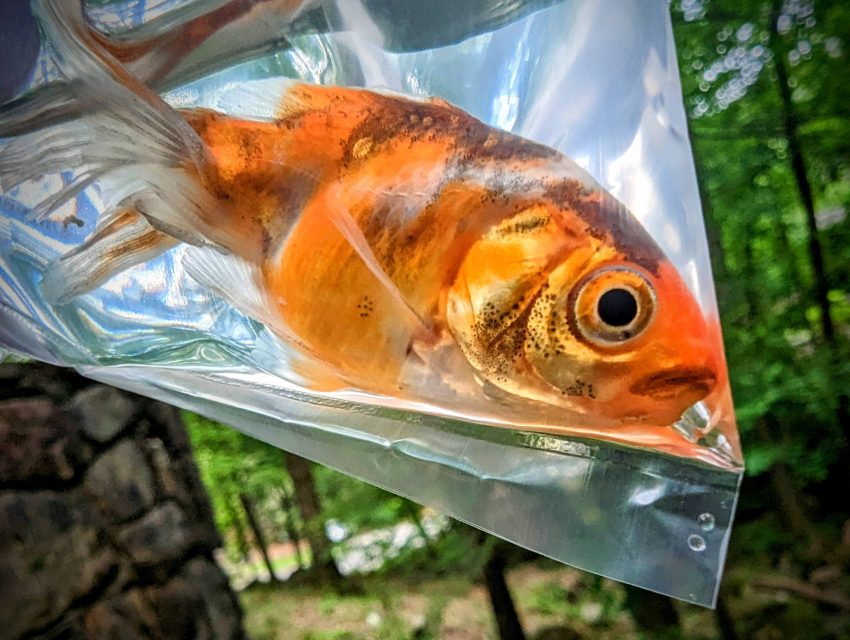 Orange goldfish in a clear plastic bag filled with water, held diagonally outdoors against a green leafy background.