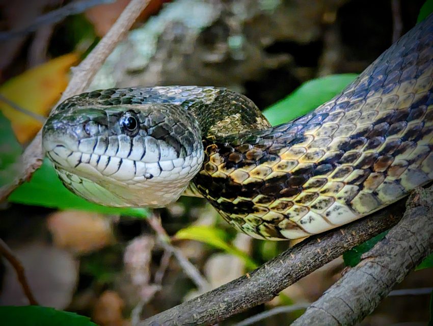 Close-up of a patterned snake coiled on a branch; greenish head, brown-yellow scales with dark borders, leafy background.