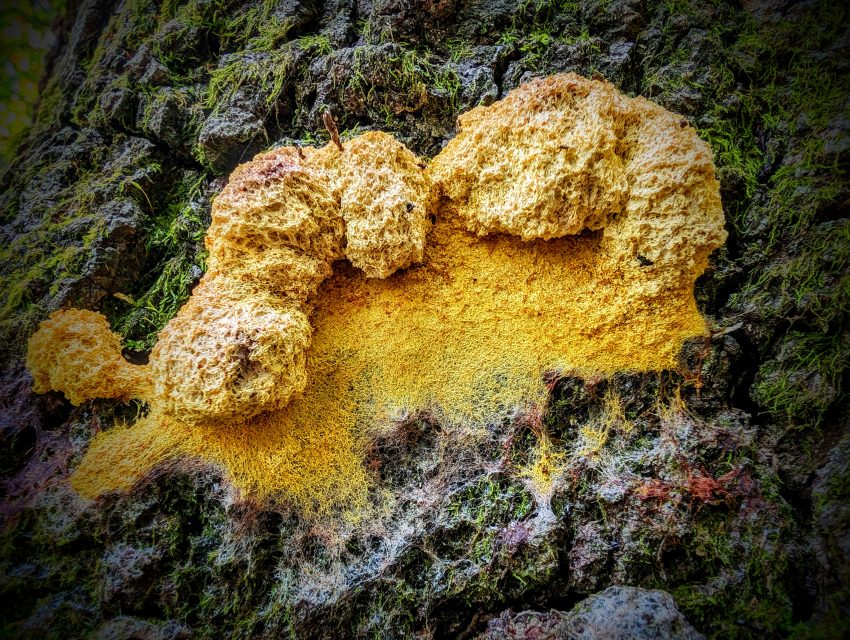 Bright yellow-orange crust fungus on a dark, mossy rock, forming chunky, rounded lobes across the surface.
