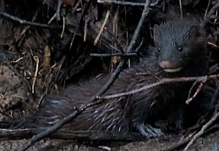 Small, dark-furred burrowing mammal peeks out from a tangle of sticks; bluish-gray fur and an orange-brown snout.