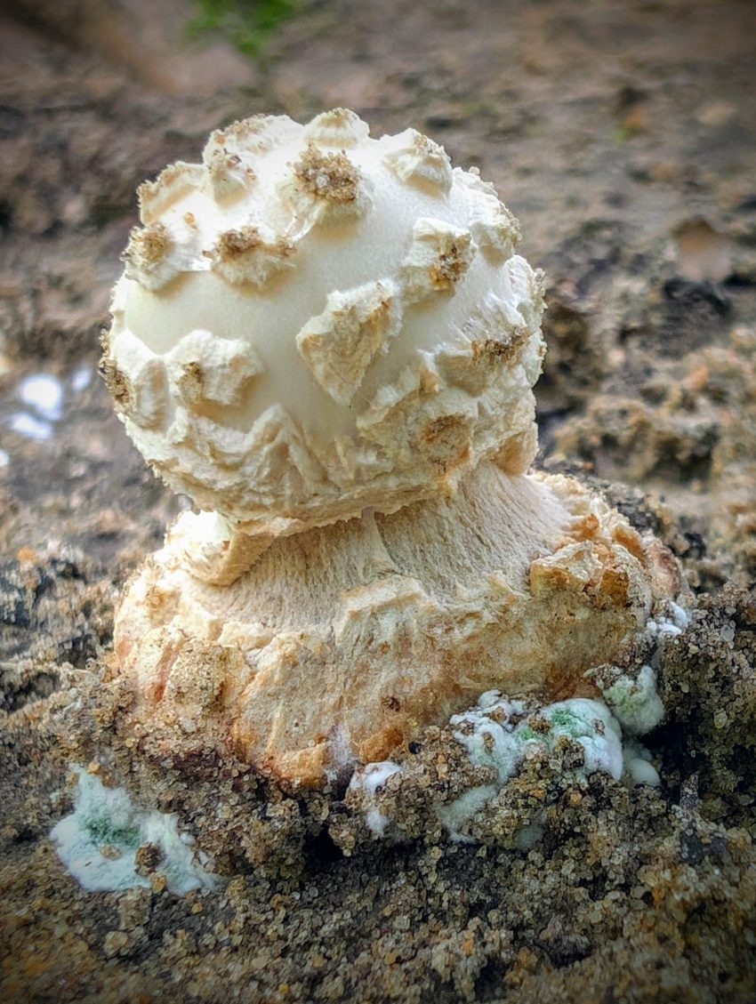 Cream puffball fungus with a knobby white cap atop a pale beige stem, growing from rocky ground with greenish lichen.
