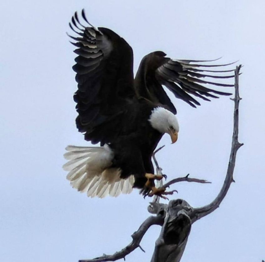 Bald eagle with wings spread, white head and tail, dark body, talons gripping a bare branch against a pale blue sky.