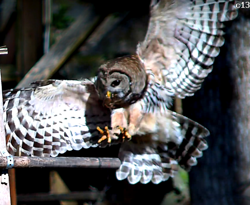 Brown-headed owl perched on a horizontal wooden bar, wings spread to reveal black-and-white checkered feathers against a dark, blurred background.