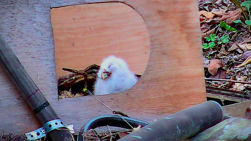 White owl peeks through a rounded cutout in a weathered wooden panel, with tools and leaf-strewn ground nearby.