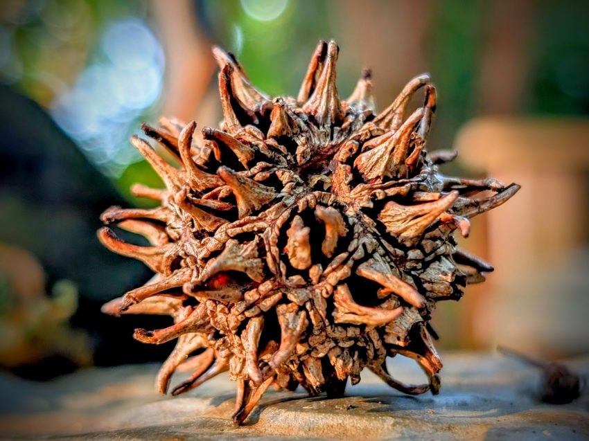 Brown, spiky seed pod cluster centered on a wooden surface with a blurred green background and warm lighting.