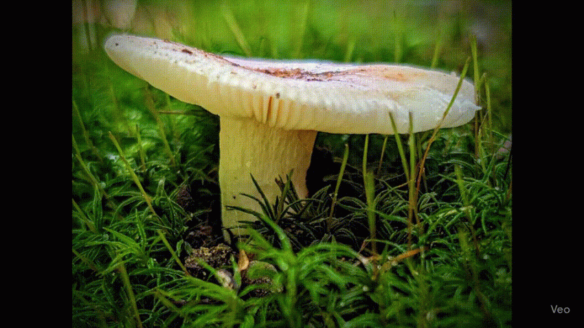 Close-up of a white mushroom growing in green moss on the forest floor, macro nature photo