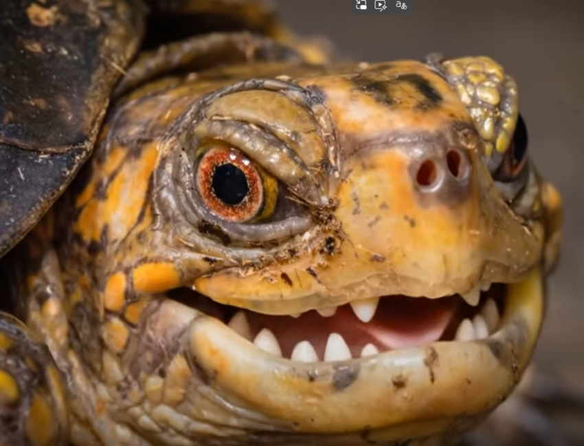 Close-up of a turtle's face with yellow-orange patterned skin, red-ringed eye and sharp toothlike beak