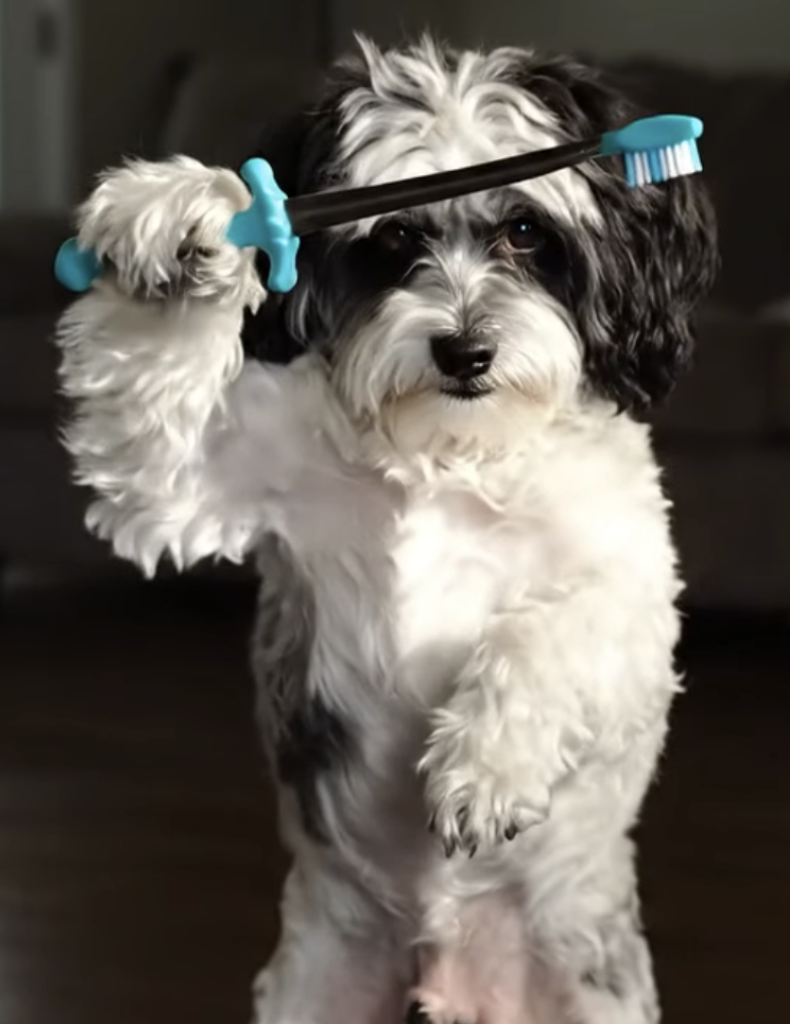 A fluffy black and white dog stands on its hind legs, holding a blue toothbrush upright with one paw, as if ready to brush its own teeth.
