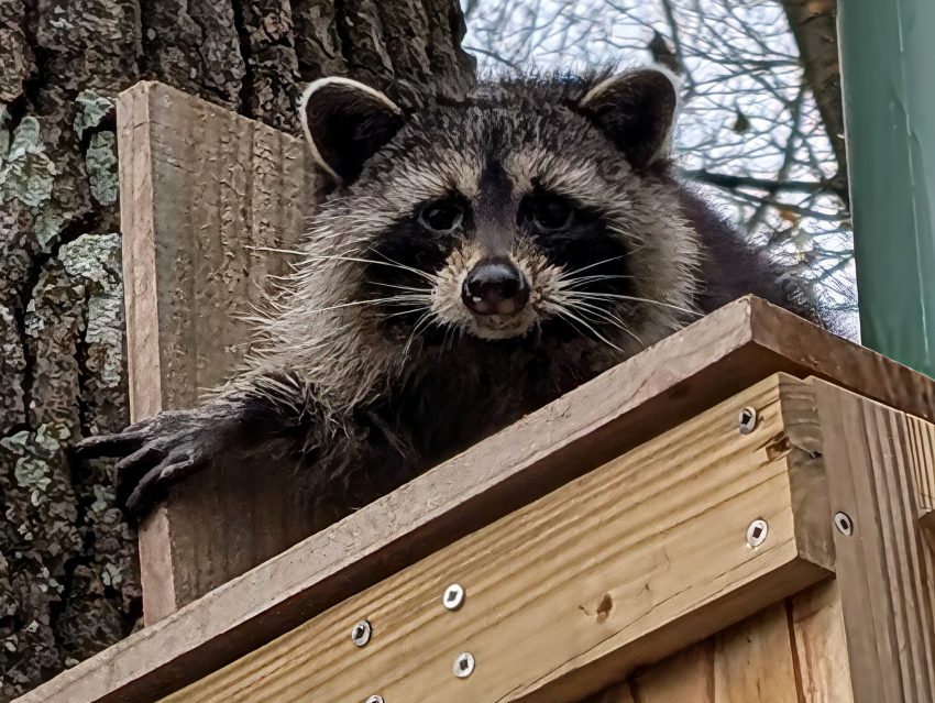 Raccoon with masked face perched on a wooden ledge, gripping the edge; tree trunk and bare branches in the background.