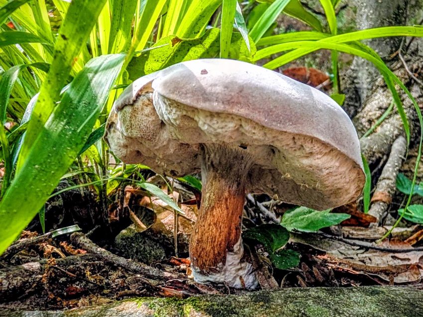 Mushroom with a light brown cap and thick stem growing among green plants in a garden.