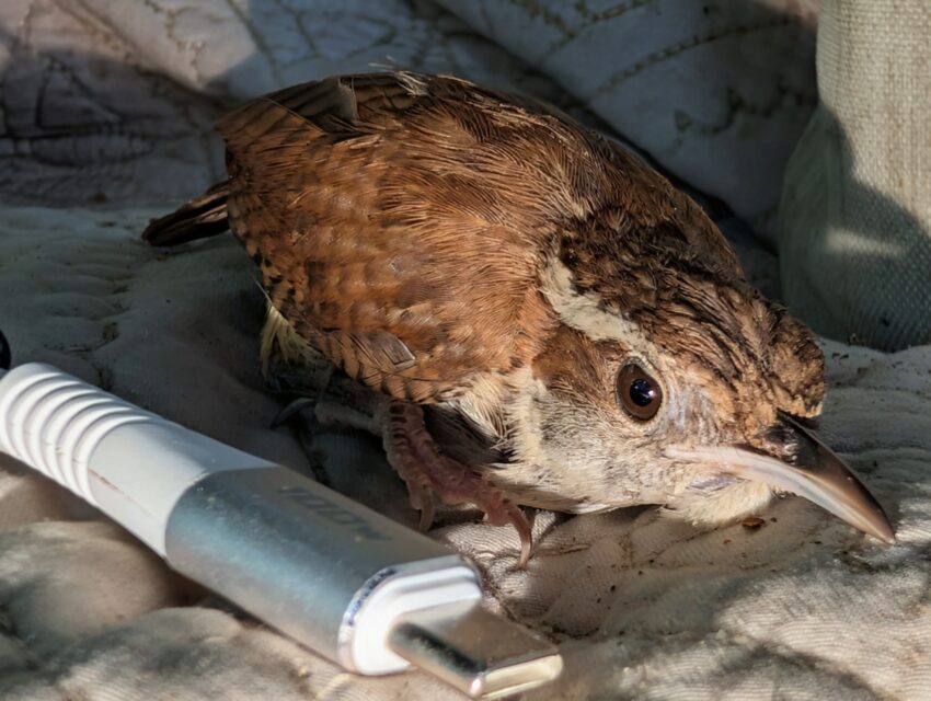 Brown bird carcass on sandy ground with metal tools nearby.