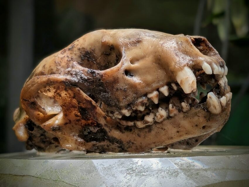 Close-up of a weathered animal skull with exposed teeth resting on a metal surface.